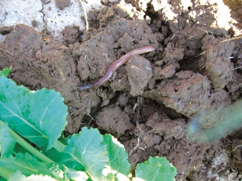 Survey reveals extent of organic matter deficiency in arable soils